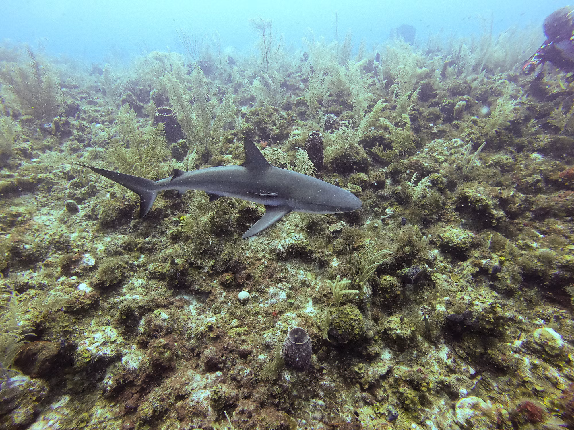 Discovering the Depths: The Art and Science of Diving